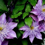 Clematis zasychá a zežloutne: jak rychle oživit a zachránit rostlin...